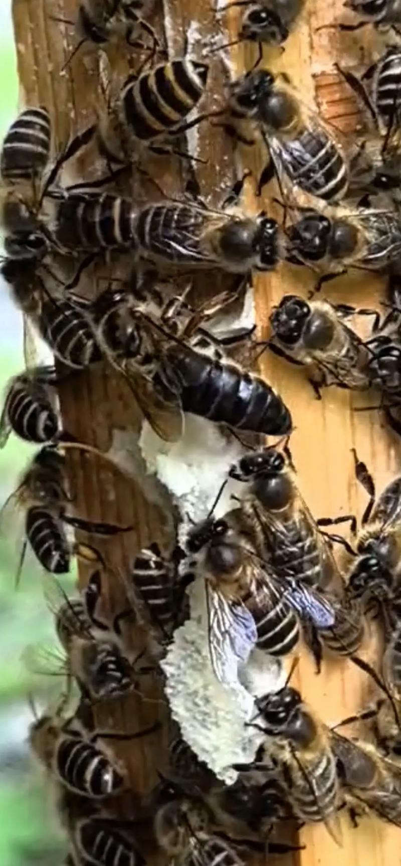 北方中蜂网具体收录了哪些中蜂品种？各品种有哪些特征差异？-图2