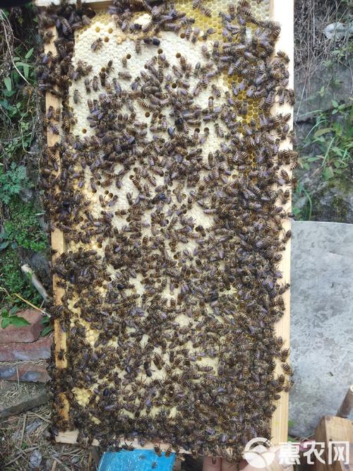 北方中蜂网具体收录了哪些中蜂品种？各品种有哪些特征差异？-图3