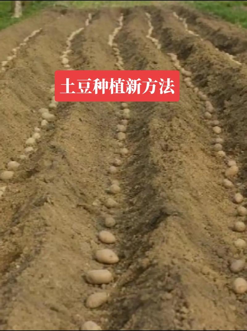 河南土豆种植技术视频,如何科学选种、密植与病虫害防治实现高产?-图1 河南土豆种植技术视频,如何科学选种、密植与病虫害防治实现高产?-图1