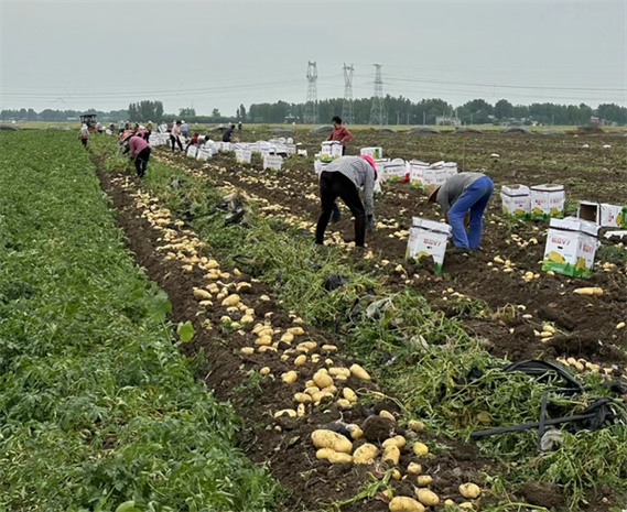 河南土豆种植技术视频,如何科学选种、密植与病虫害防治实现高产?-图2 河南土豆种植技术视频,如何科学选种、密植与病虫害防治实现高产?-图2