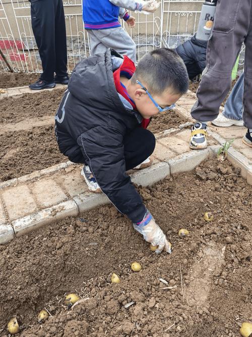 河南土豆种植技术视频,如何科学选种、密植与病虫害防治实现高产?-图3 河南土豆种植技术视频,如何科学选种、密植与病虫害防治实现高产?-图3