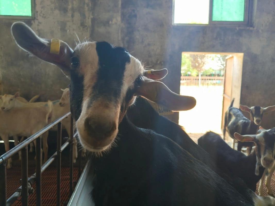 毛用羊品种图片大全，如何通过毛色、毛质等特征区分不同品种？-图2