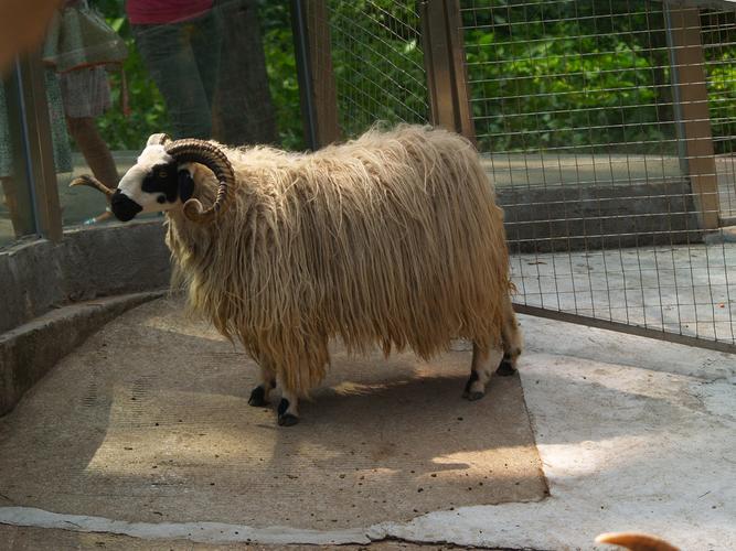 毛用羊品种图片大全，如何通过毛色、毛质等特征区分不同品种？-图1