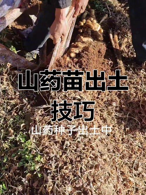 新技术如何让山药种植更高效？这些创新方法能解决哪些传统种植难题？-图1