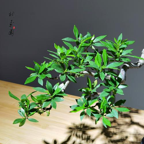 栀子花品种那么多,到底哪个最好养活?新手选对品种才能轻松爆盆吗?-图2 栀子花品种那么多,到底哪个最好养活?新手选对品种才能轻松爆盆吗?-图2