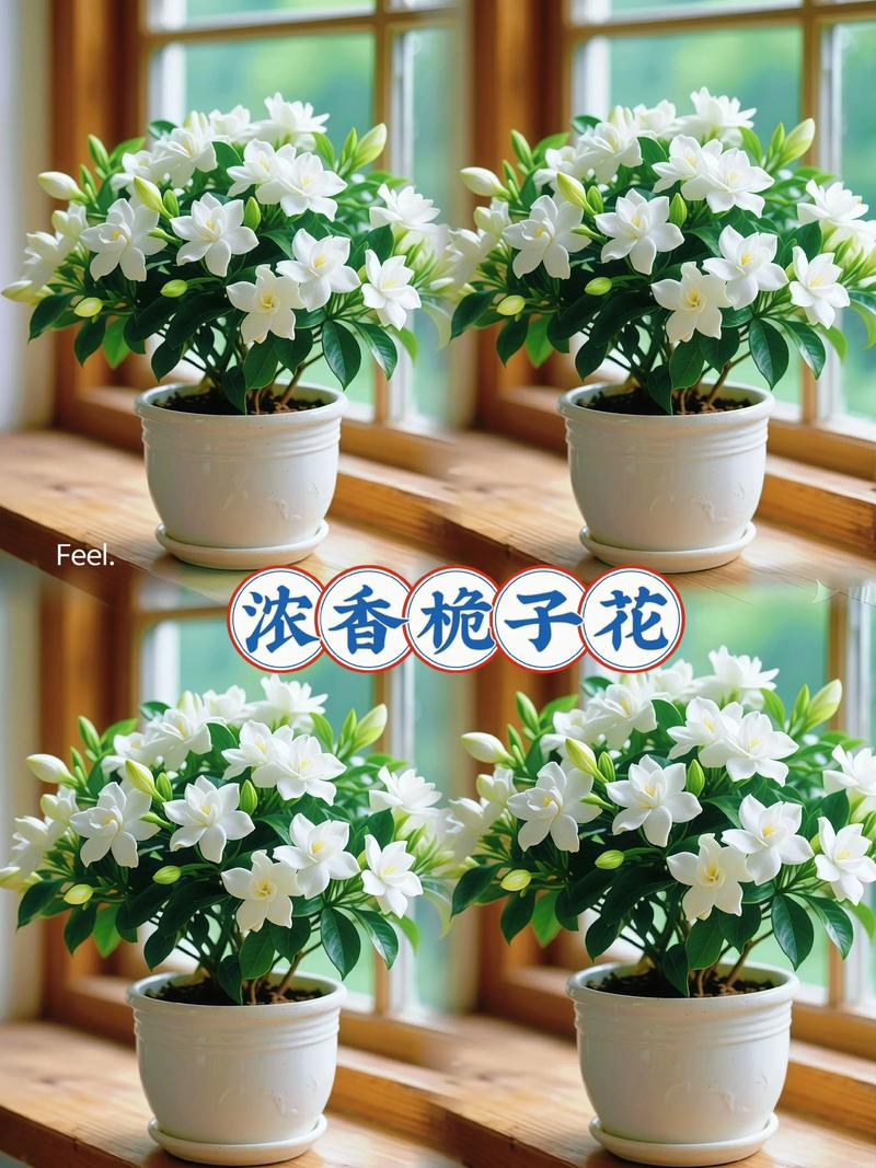 栀子花品种那么多,到底哪个最好养活?新手选对品种才能轻松爆盆吗?-图3 栀子花品种那么多,到底哪个最好养活?新手选对品种才能轻松爆盆吗?-图3