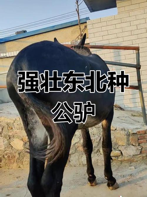 不同品种驴的价格差异有多大？从肉驴、役驴到宠物驴，品种如何影响市场定价？-图1