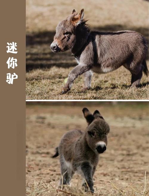 不同品种驴的价格差异有多大？从肉驴、役驴到宠物驴，品种如何影响市场定价？-图2