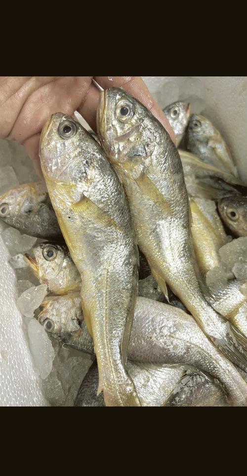 清远市水产技术黄金称号背后,有哪些创新成果或实践案例支撑其行业价值?-图1 清远市水产技术黄金称号背后,有哪些创新成果或实践案例支撑其行业价值?-图1