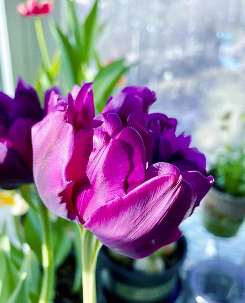 郁金香中最稀有的品种究竟有多珍贵？它们为何能成为植物界的活宝石？-图3