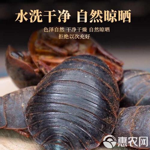 2025年土元市场价格会受哪些因素影响?养殖户该如何应对市场波动风险?-图3 2025年土元市场价格会受哪些因素影响?养殖户该如何应对市场波动风险?-图3