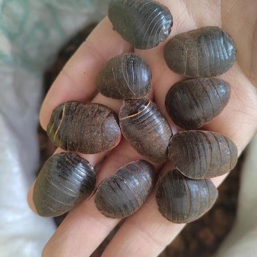 2025年土元市场价格会受哪些因素影响?养殖户该如何应对市场波动风险?-图2 2025年土元市场价格会受哪些因素影响?养殖户该如何应对市场波动风险?-图2