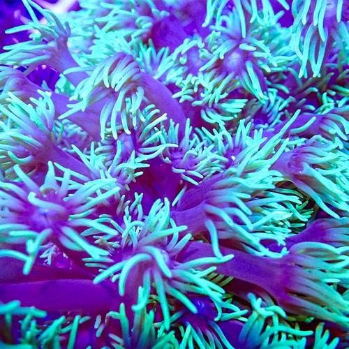 究竟哪种宝石花品种颜值爆表？叶形、花色、株型如何兼顾才算最漂亮？-图2