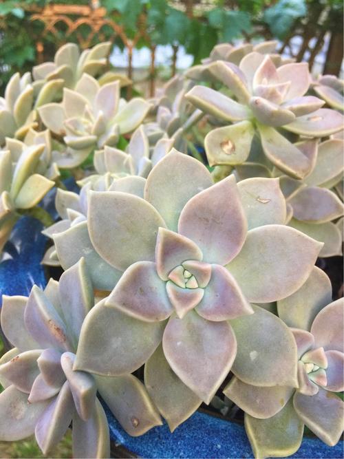 究竟哪种宝石花品种颜值爆表？叶形、花色、株型如何兼顾才算最漂亮？-图3