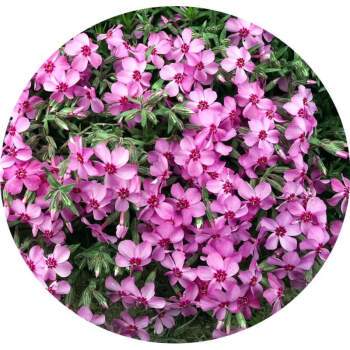 宿根福禄考究竟有哪些独特品种？它们各自的花色、花型与生长习性有何差异？-图2