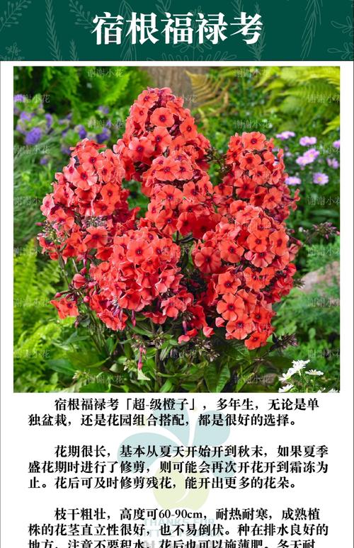 宿根福禄考究竟有哪些独特品种？它们各自的花色、花型与生长习性有何差异？-图1