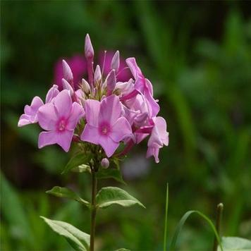 宿根福禄考究竟有哪些独特品种？它们各自的花色、花型与生长习性有何差异？-图3