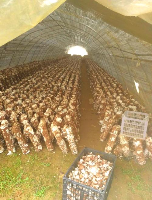 辽宁地区香菇栽培技术有哪些关键环节?气候与品种如何适配才能实现高产?-图1 辽宁地区香菇栽培技术有哪些关键环节?气候与品种如何适配才能实现高产?-图1