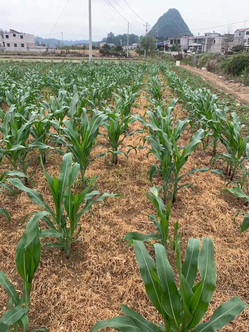 广西玉米种植技术图片如何助力农户掌握高效种植要点?-图2 广西玉米种植技术图片如何助力农户掌握高效种植要点?-图2