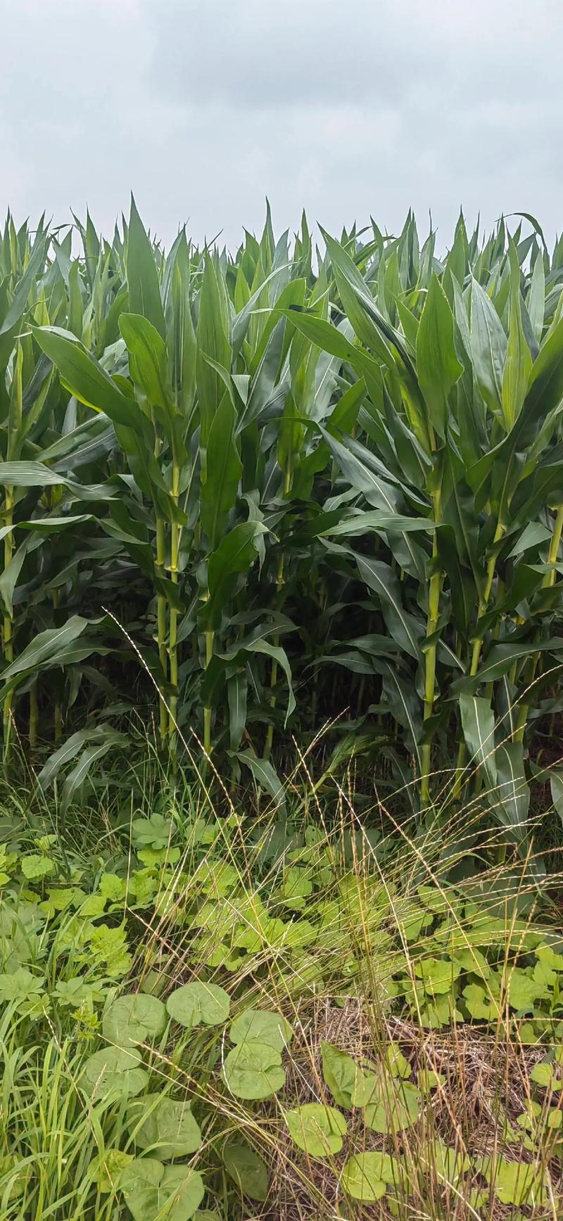 广西玉米种植技术图片如何助力农户掌握高效种植要点?-图3 广西玉米种植技术图片如何助力农户掌握高效种植要点?-图3