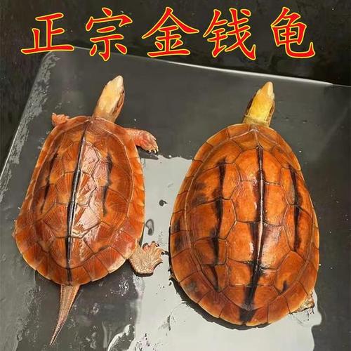 2025金钱龟价格行情如何？市场趋势、影响因素及养殖户该注意什么？-图2