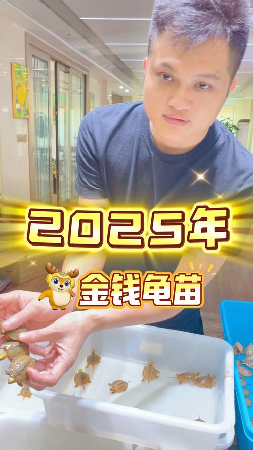 2025金钱龟价格行情如何？市场趋势、影响因素及养殖户该注意什么？-图3