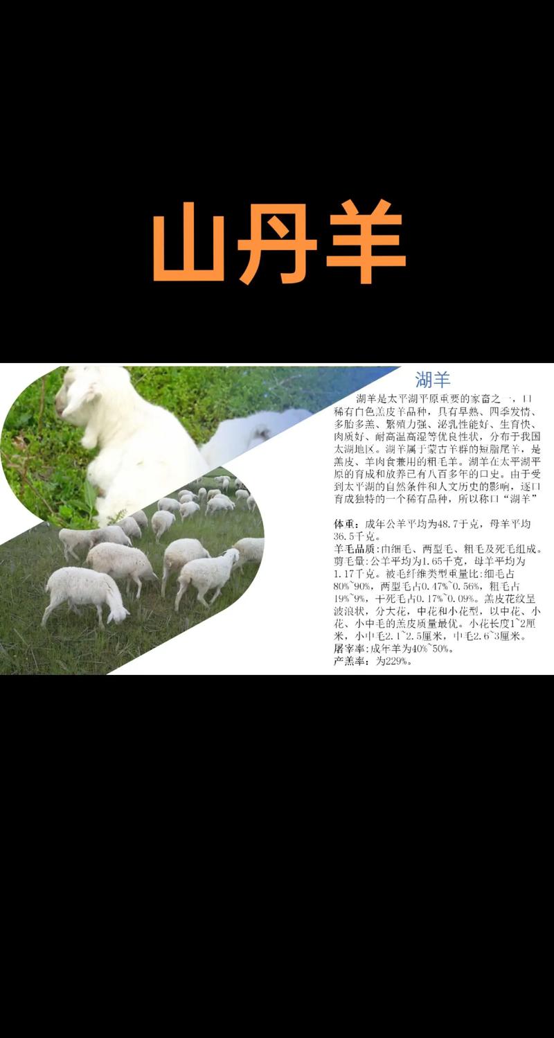 山羊与绵羊养殖技术差异大吗？如何根据品种特性优化饲养管理？-图3