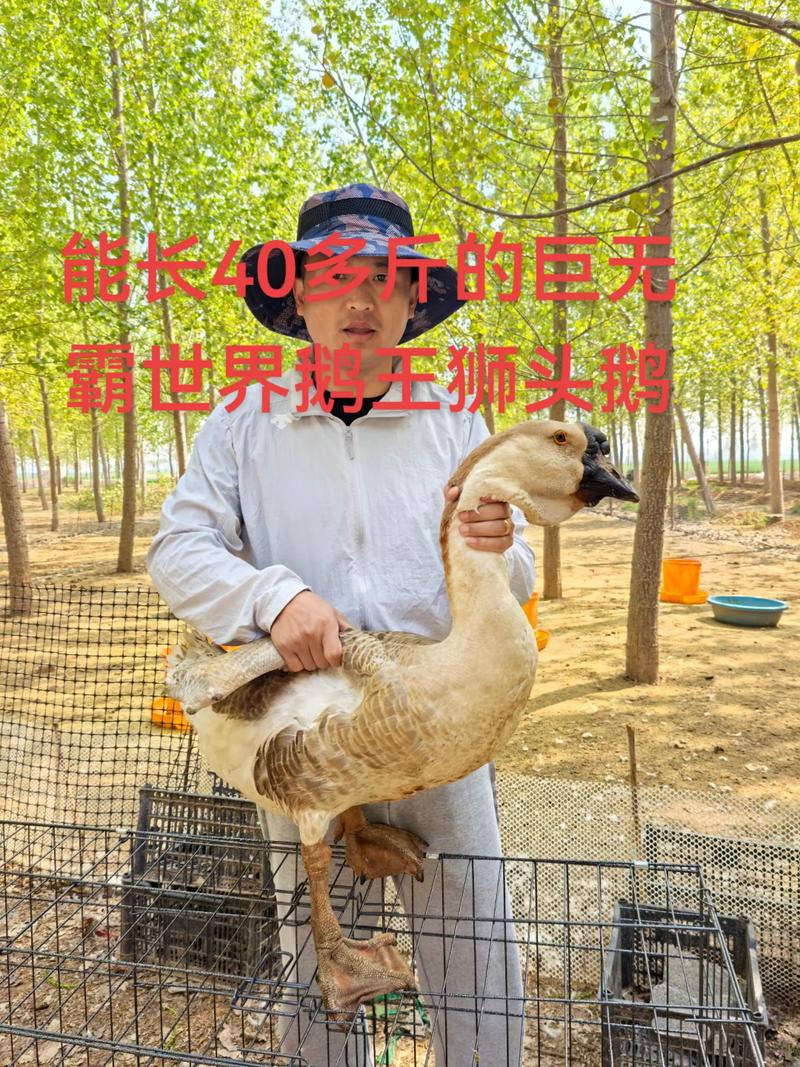 大品种杂交鹅的生长极限有多大?不同品种杂交后的体型差异会显著影响最终体重吗?-图1 大品种杂交鹅的生长极限有多大?不同品种杂交后的体型差异会显著影响最终体重吗?-图1