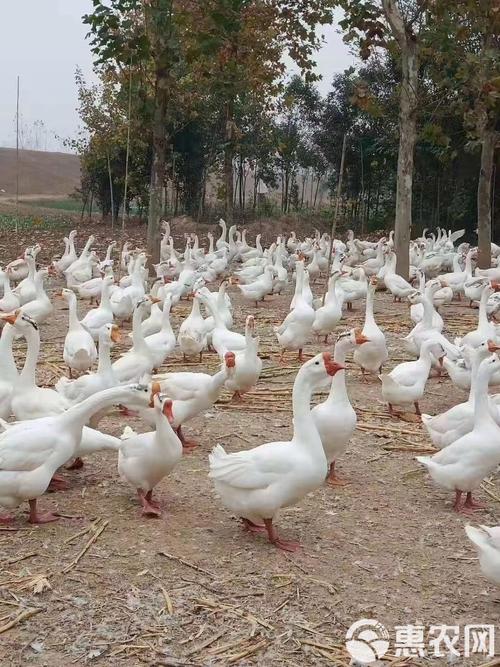 大品种杂交鹅的生长极限有多大？不同品种杂交后的体型差异会显著影响最终体重吗？-图2