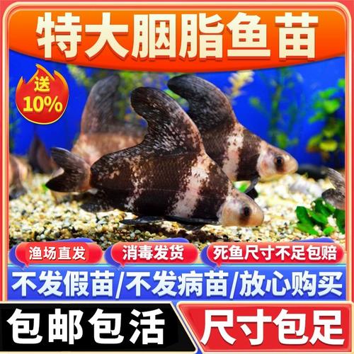 河北胭脂鱼苗养殖技术中,关键培育难点与成活率提升策略是什么?-图2 河北胭脂鱼苗养殖技术中,关键培育难点与成活率提升策略是什么?-图2