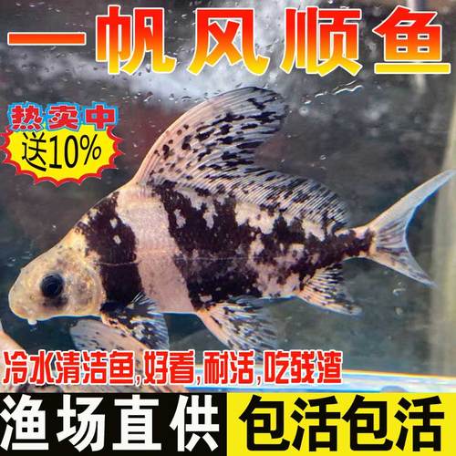 河北胭脂鱼苗养殖技术中,关键培育难点与成活率提升策略是什么?-图1 河北胭脂鱼苗养殖技术中,关键培育难点与成活率提升策略是什么?-图1