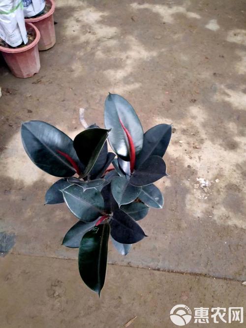 橡皮树哪个品种的叶子最大?不同品种的叶子大小差异有多大?-图1 橡皮树哪个品种的叶子最大?不同品种的叶子大小差异有多大?-图1