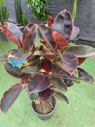 橡皮树哪个品种的叶子最大?不同品种的叶子大小差异有多大?-图3 橡皮树哪个品种的叶子最大?不同品种的叶子大小差异有多大?-图3