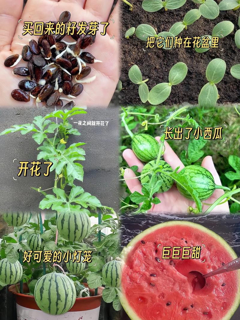 西瓜全套栽培技术视频，从选种到收获，每个环节的关键点都讲透了吗？-图1
