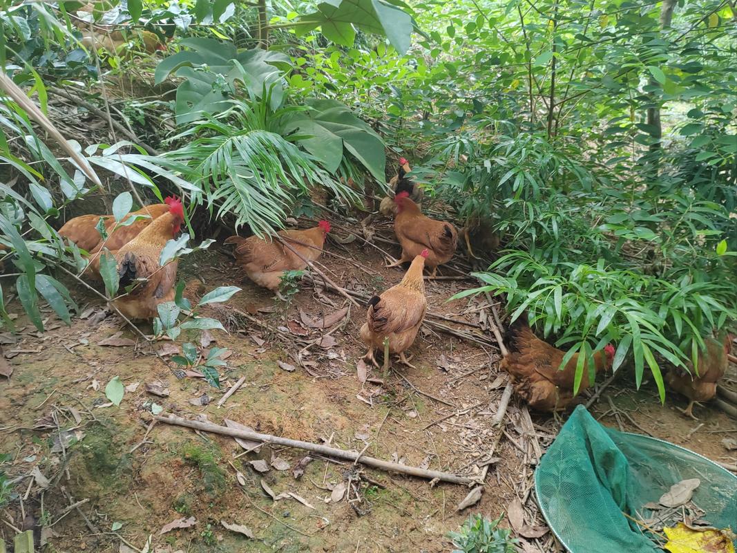 北方散养鸡选什么品种?耐寒、抗病、觅食能力强的有哪些?产肉和产蛋表现如何?-图1 北方散养鸡选什么品种?耐寒、抗病、觅食能力强的有哪些?产肉和产蛋表现如何?-图1