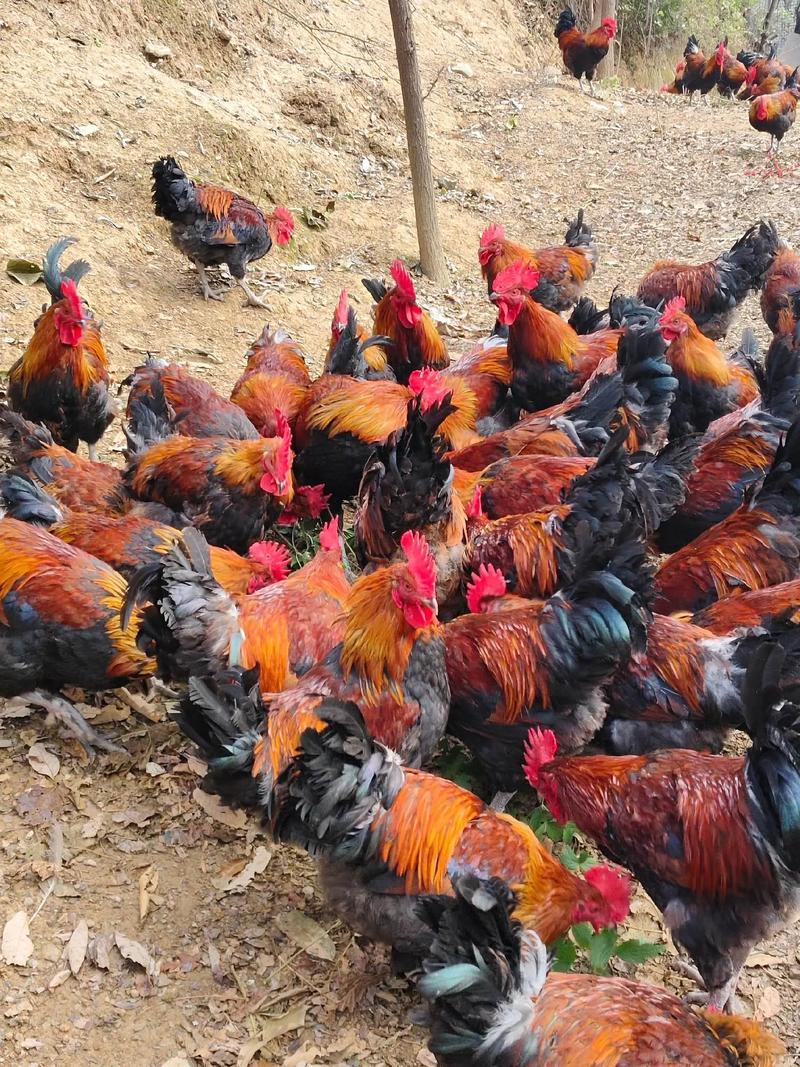 北方散养鸡选什么品种?耐寒、抗病、觅食能力强的有哪些?产肉和产蛋表现如何?-图3 北方散养鸡选什么品种?耐寒、抗病、觅食能力强的有哪些?产肉和产蛋表现如何?-图3