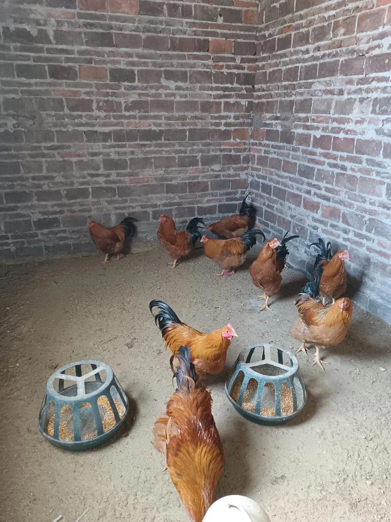 北方散养鸡选什么品种?耐寒、抗病、觅食能力强的有哪些?产肉和产蛋表现如何?-图2 北方散养鸡选什么品种?耐寒、抗病、觅食能力强的有哪些?产肉和产蛋表现如何?-图2