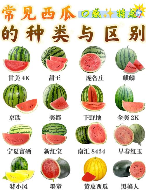 西瓜品种五花八门,从麒麟瓜、黑美人、京欣一号到早春红玉,这些名字背后藏着哪些育种故事与口感密码?-图2 西瓜品种五花八门,从麒麟瓜、黑美人、京欣一号到早春红玉,这些名字背后藏着哪些育种故事与口感密码?-图2