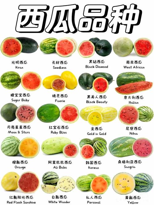 西瓜品种五花八门,从麒麟瓜、黑美人、京欣一号到早春红玉,这些名字背后藏着哪些育种故事与口感密码?-图1 西瓜品种五花八门,从麒麟瓜、黑美人、京欣一号到早春红玉,这些名字背后藏着哪些育种故事与口感密码?-图1