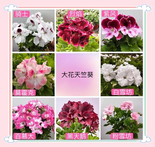 有哪些不同花色与株型的直立天竺葵品种?附高清图片详解养护要点与选购技巧-图1 有哪些不同花色与株型的直立天竺葵品种?附高清图片详解养护要点与选购技巧-图1