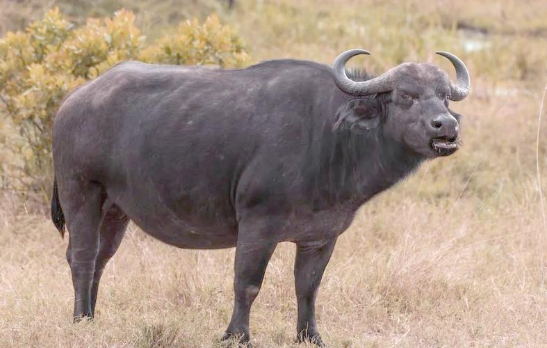 牛体型最大的品种是什么?成年后体重和身高能达到多少?-图2 牛体型最大的品种是什么?成年后体重和身高能达到多少?-图2