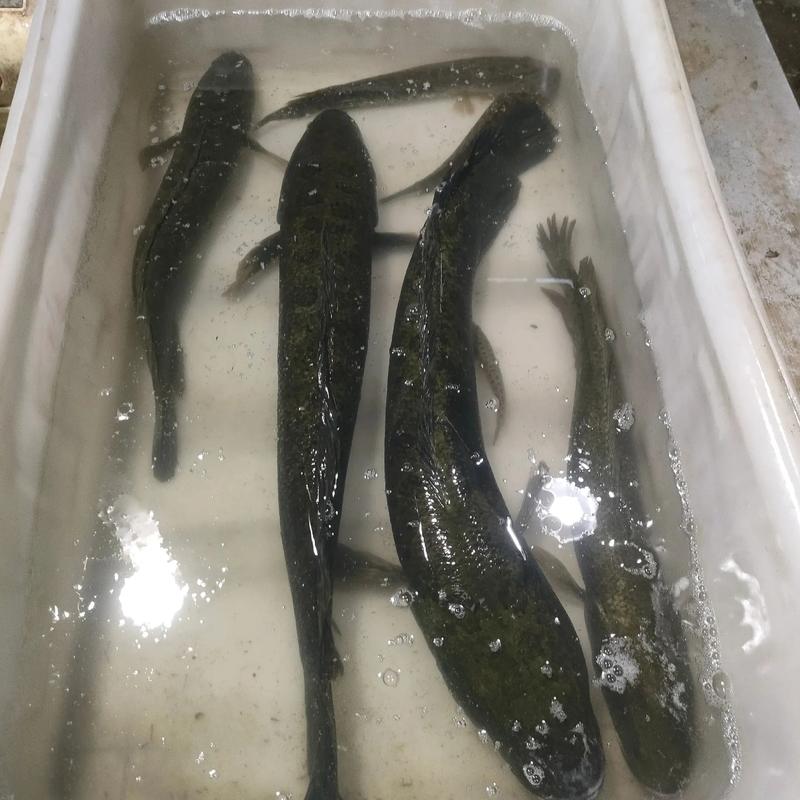 2025年5月黑鱼价格会受哪些因素影响？养殖成本、市场需求变化如何左右其行情走势？-图1