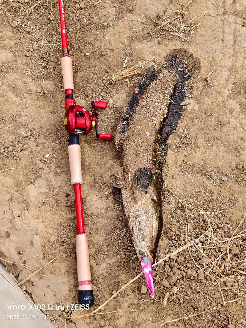 2025年5月黑鱼价格会受哪些因素影响？养殖成本、市场需求变化如何左右其行情走势？-图2