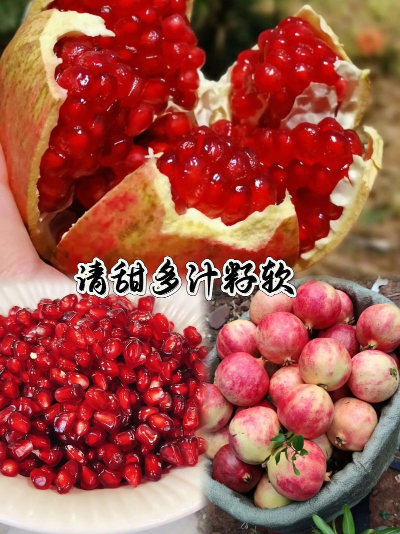 石榴树苗栽培管理技术有哪些关键要点?如何确保幼苗健康生长并提高成活率?-图2 石榴树苗栽培管理技术有哪些关键要点?如何确保幼苗健康生长并提高成活率?-图2