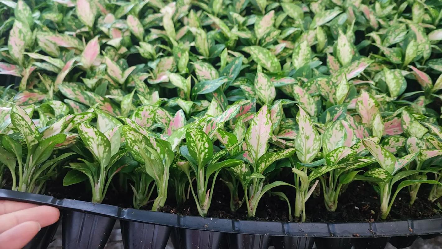 如何有效保护吉利红粗肋草品种资源并平衡其商业化利用与遗传多样性维持?-图1 如何有效保护吉利红粗肋草品种资源并平衡其商业化利用与遗传多样性维持?-图1