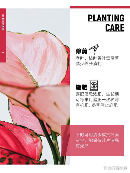 如何有效保护吉利红粗肋草品种资源并平衡其商业化利用与遗传多样性维持?-图2 如何有效保护吉利红粗肋草品种资源并平衡其商业化利用与遗传多样性维持?-图2