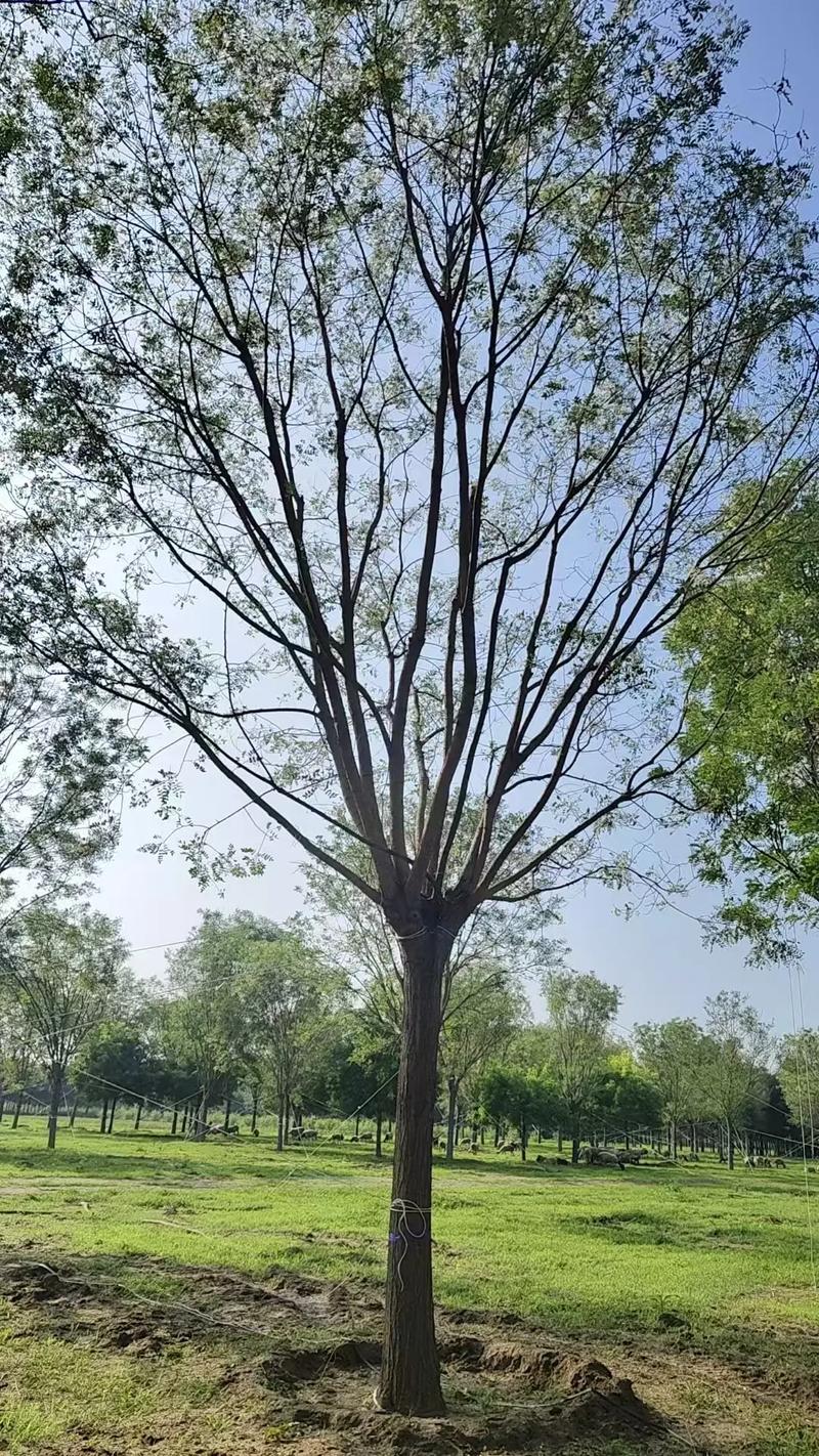 国槐种植技术视频教程，从选苗到养护，新手必看的全流程要点有哪些？-图1