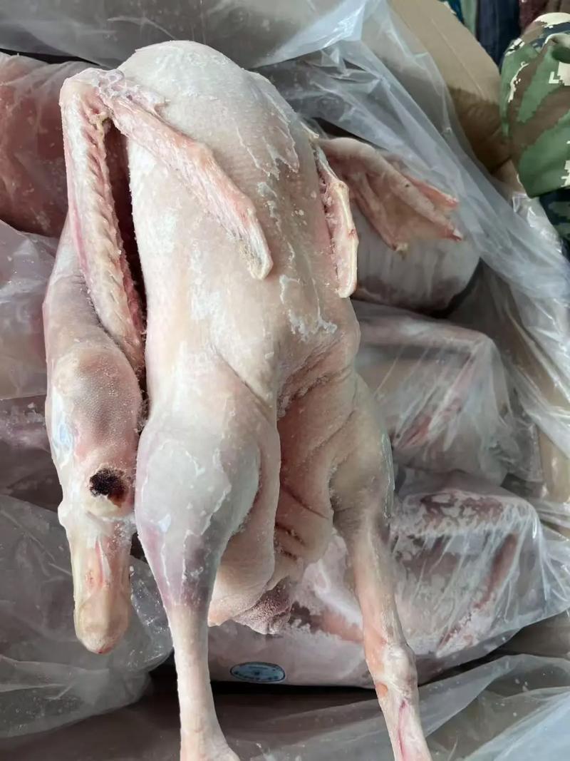 东北养鹅选什么品种最合适?抗寒耐粗饲的优质鹅品种有哪些?-图1 东北养鹅选什么品种最合适?抗寒耐粗饲的优质鹅品种有哪些?-图1