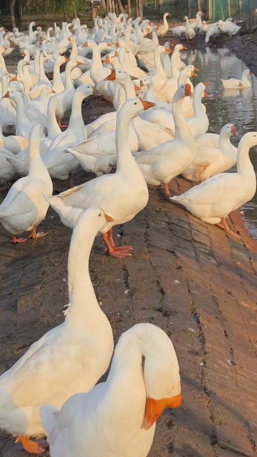 东北养鹅选什么品种最合适?抗寒耐粗饲的优质鹅品种有哪些?-图3 东北养鹅选什么品种最合适?抗寒耐粗饲的优质鹅品种有哪些?-图3