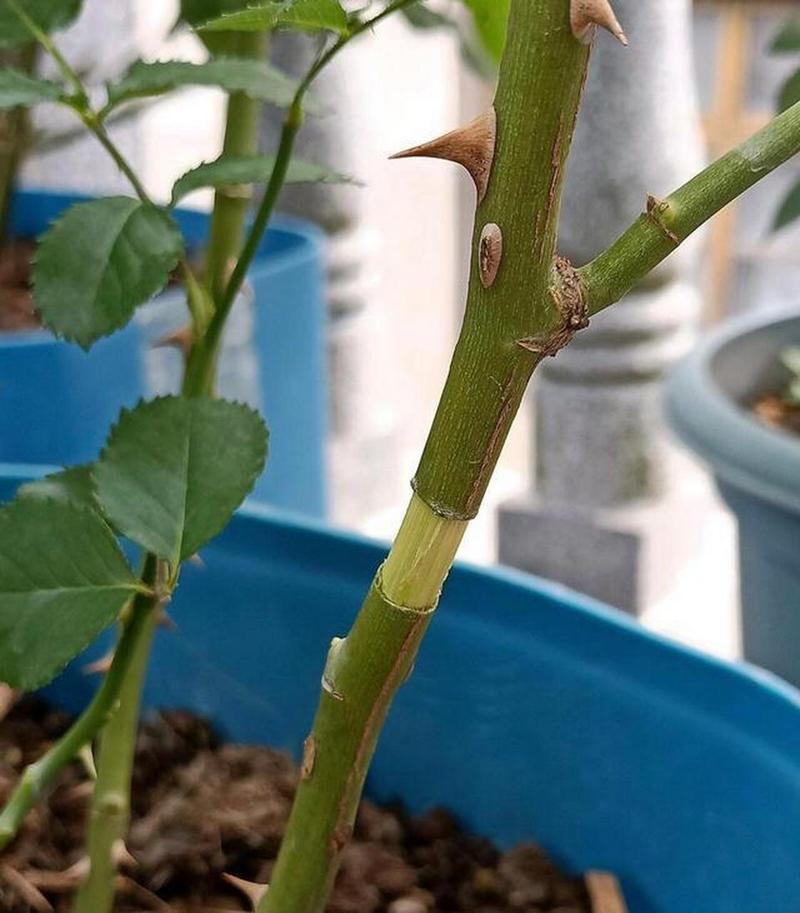 月季压条繁殖视频,如何操作才能提高成活率?关键步骤有哪些需要注意?-图1 月季压条繁殖视频,如何操作才能提高成活率?关键步骤有哪些需要注意?-图1